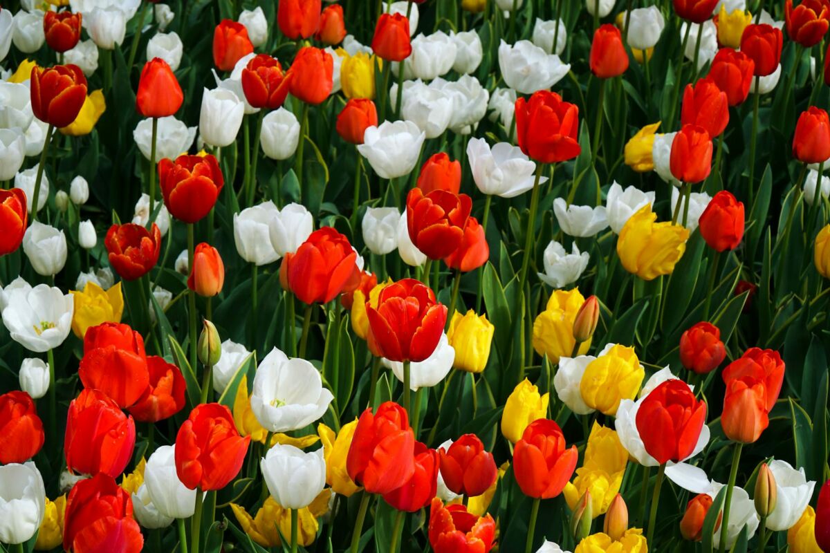 Kaip auginti gėles lauke: gėlyno planavimas