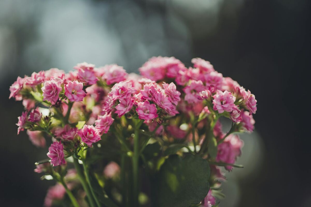 Kambarinių gėlių priežiūra žiemą: ką daryti ir ko vengti