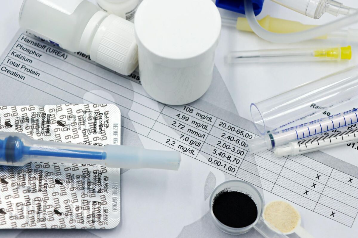 Namų augintiniai: šuns ar katės pasirinkimas ir priežiūra