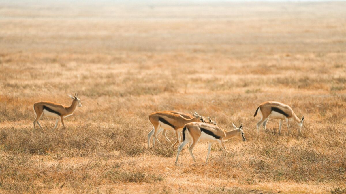 50 faktų apie gyvūnus kurie nustebins net gamtos žinovus