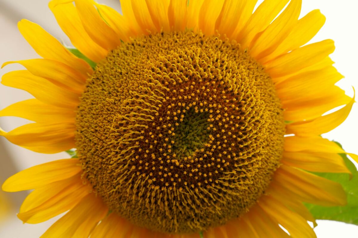 Jautrios odos makiažas: produktai ir patarimai be dirginimo