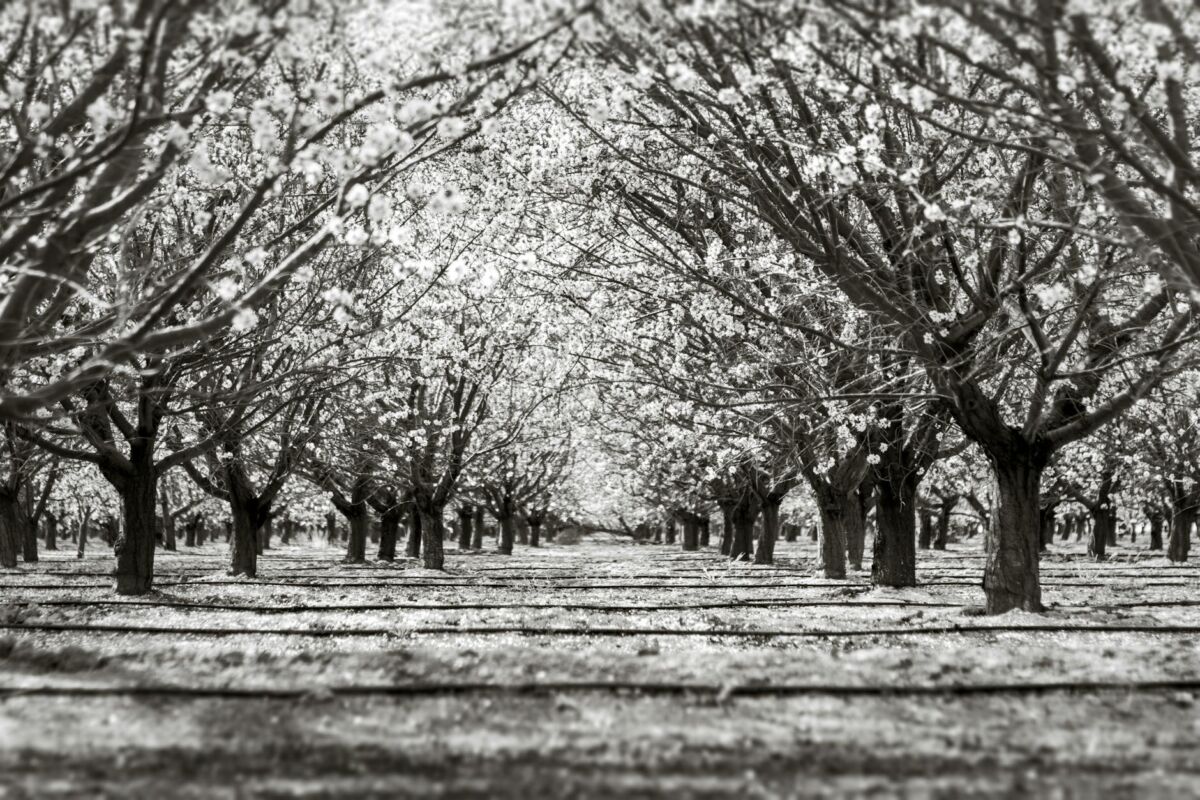 Kaip auginti vaismedžius mažame sklype
