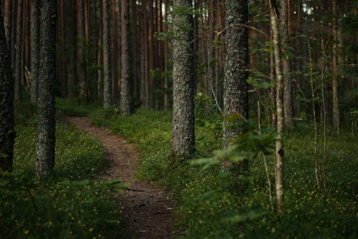 Lietuvos gamta keturiems sezonams: gražiausi žygių maršrutai
