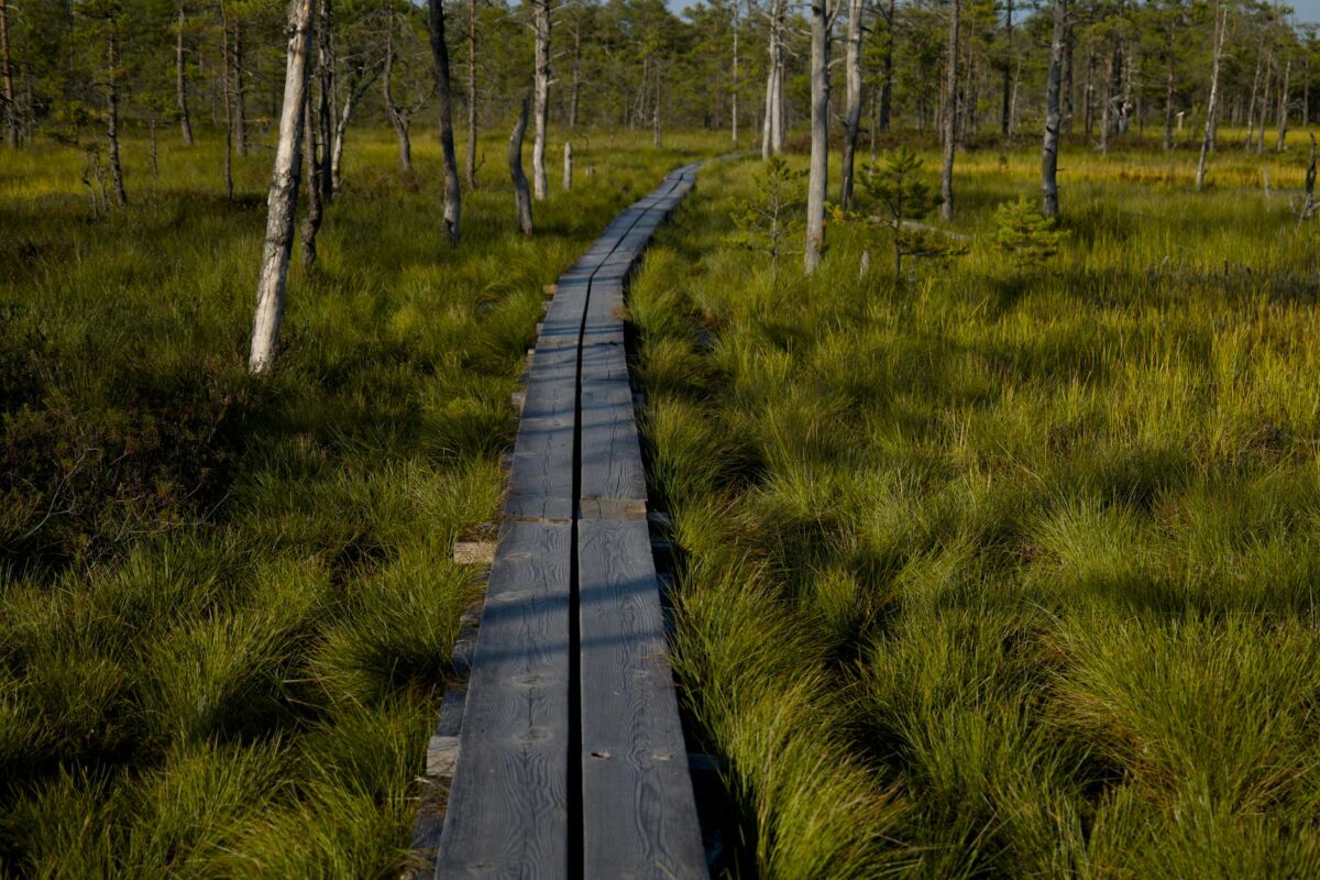 Lietuvos gamta keturiems sezonams: gražiausi žygių maršrutai