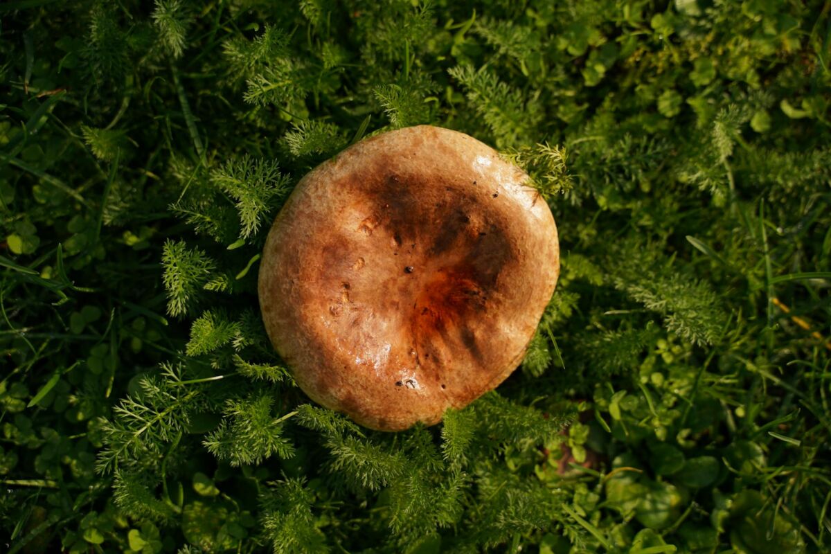 Lietuvos miškų turtai: grybavimas, uogavimas ir miško terapija