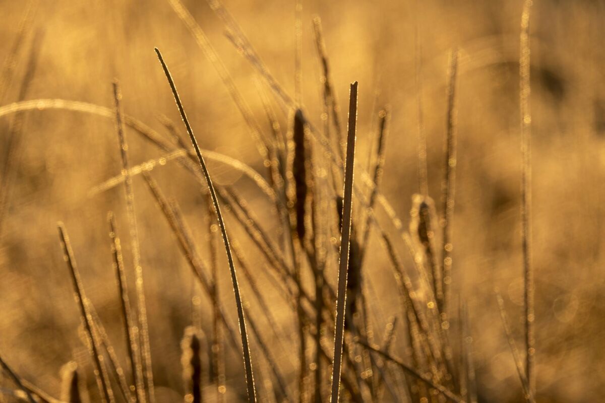 Namų šiltinimas 2026: kompensacijos, medžiagos ir atsiperkamumas