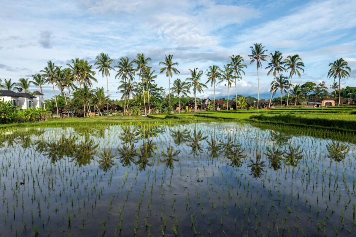 Ryžių vanduo plaukams: azijietiškas grožio paslaptis ar mitas