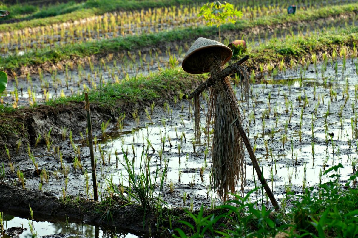 Ryžių vanduo plaukams: azijietiškas grožio paslaptis ar mitas