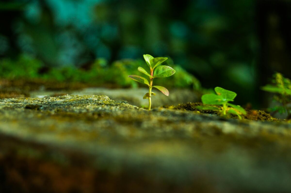 SEO strategija mažam verslui 2026: žingsnis po žingsnio