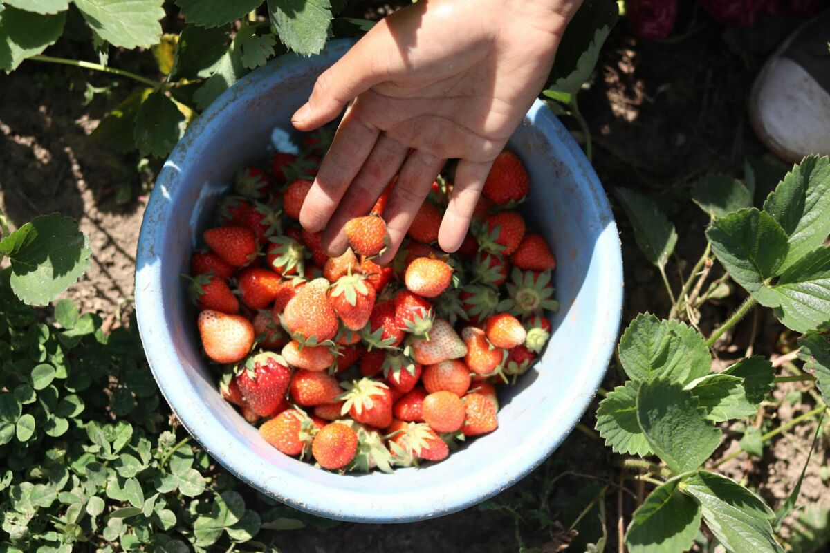 Sezoninių produktų kalendorius Lietuvoje