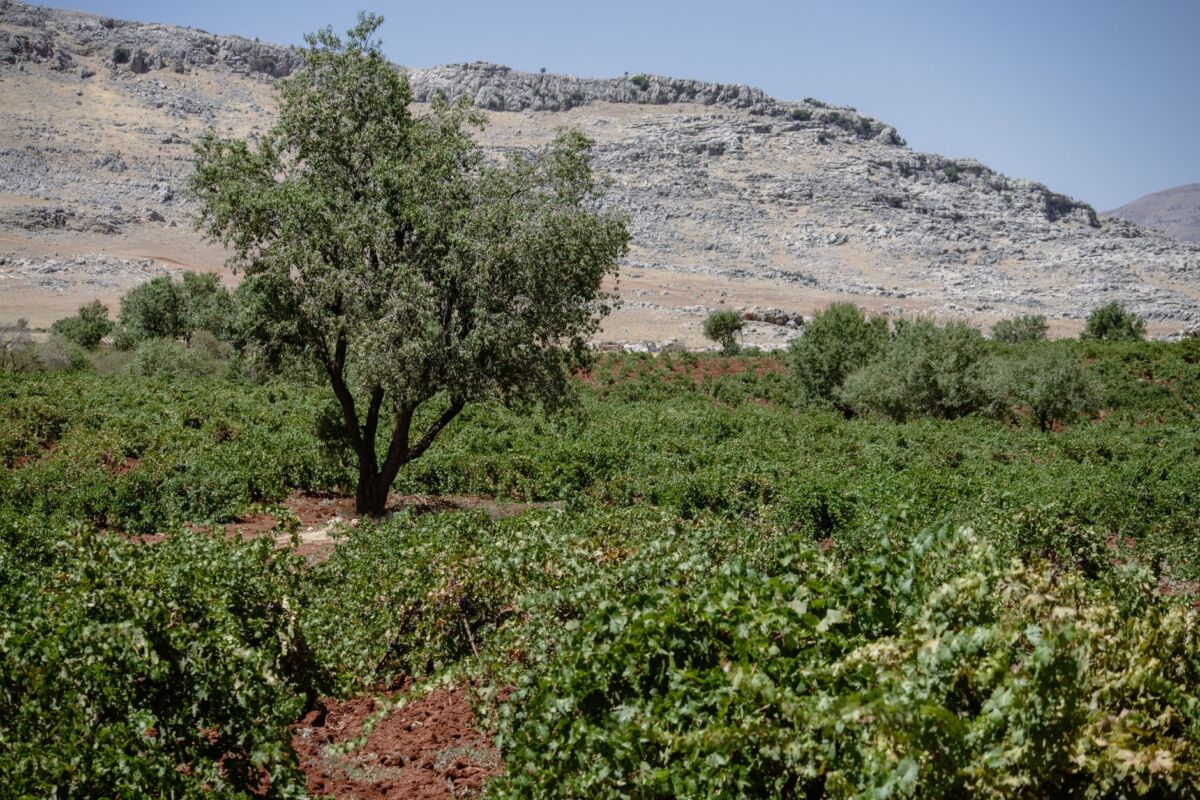 Natūralus vyno pasaulis: biodynamika ir natural wine