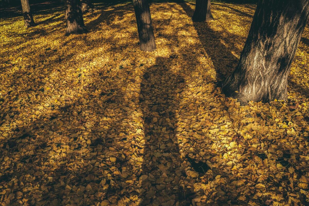 Vitaminas D: kodėl beveik visi lietuviai jo stokoja