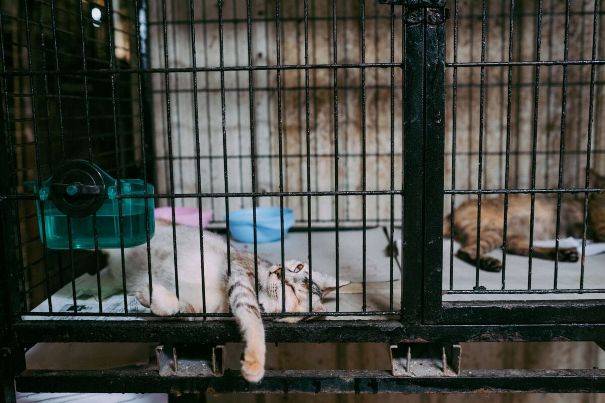 Gyvūnų teisės Lietuvoje: įstatymai ir kaip pranešti apie žiaurumą
