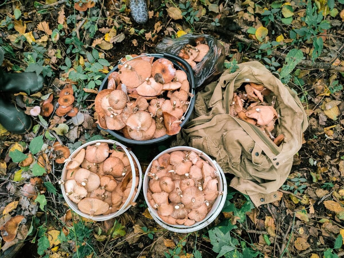 Grybavimas Lietuvoje: nuo pradedančiojo iki eksperto